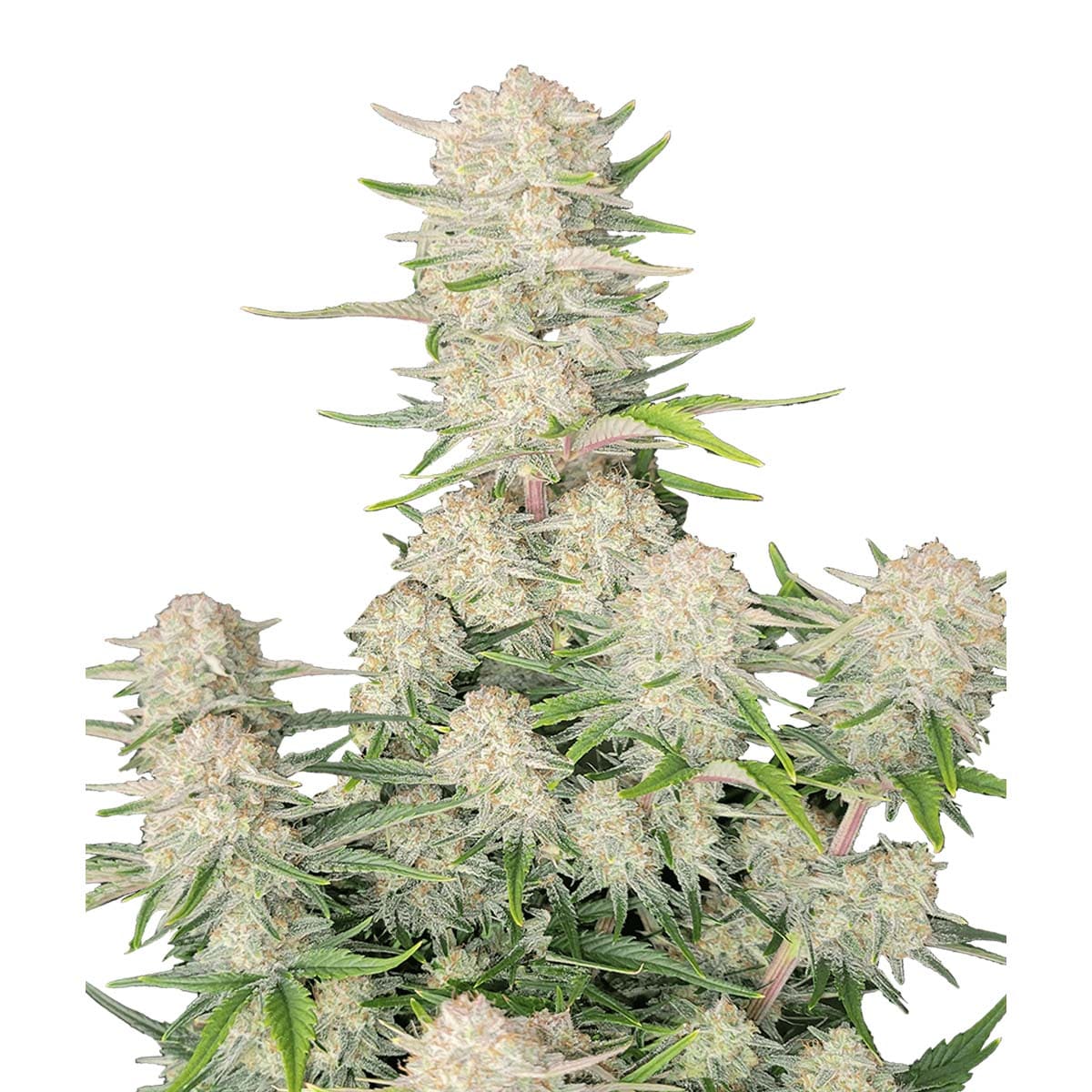 Foto de la variedad Apricot Auto