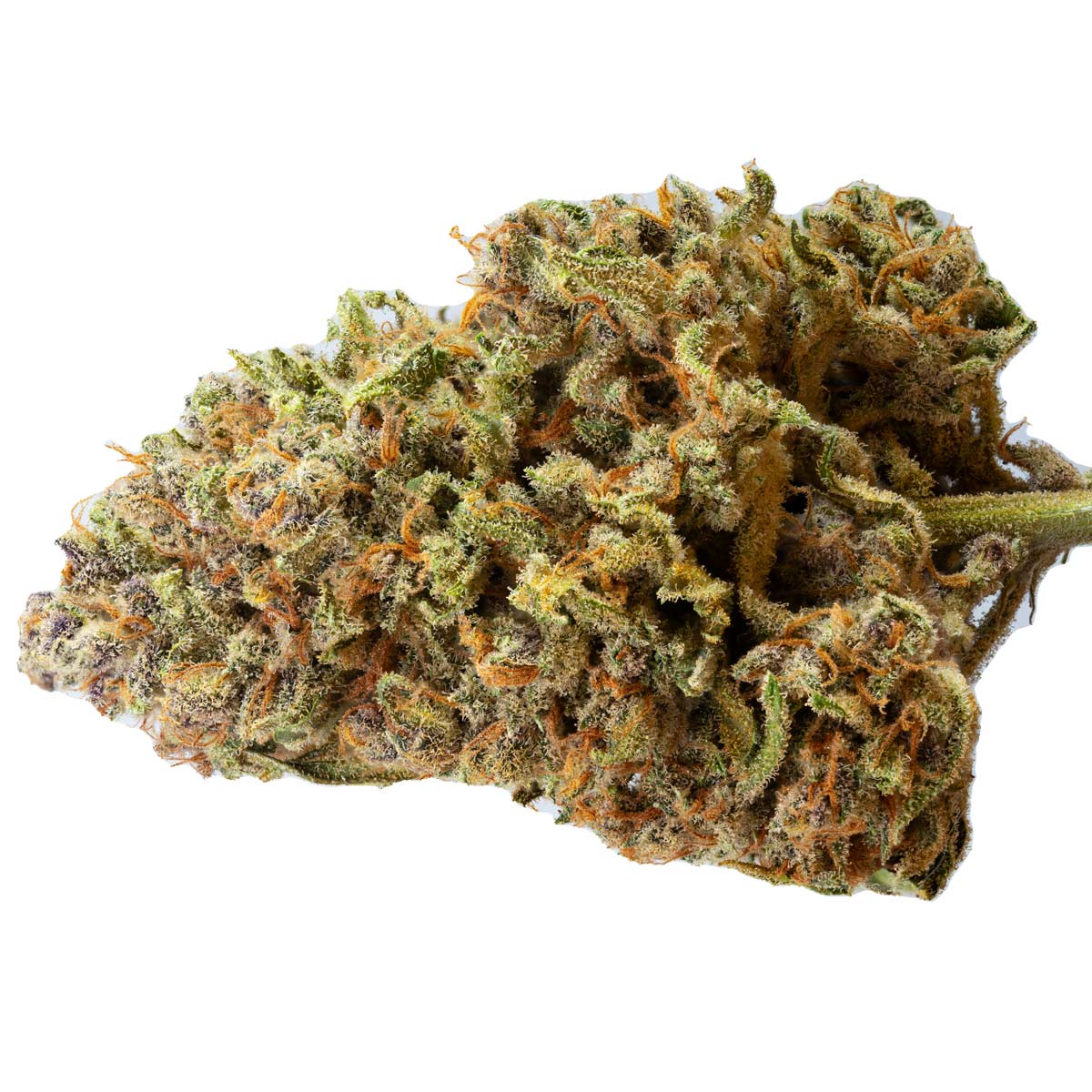 Foto de la variedad Papaya Zoap Auto