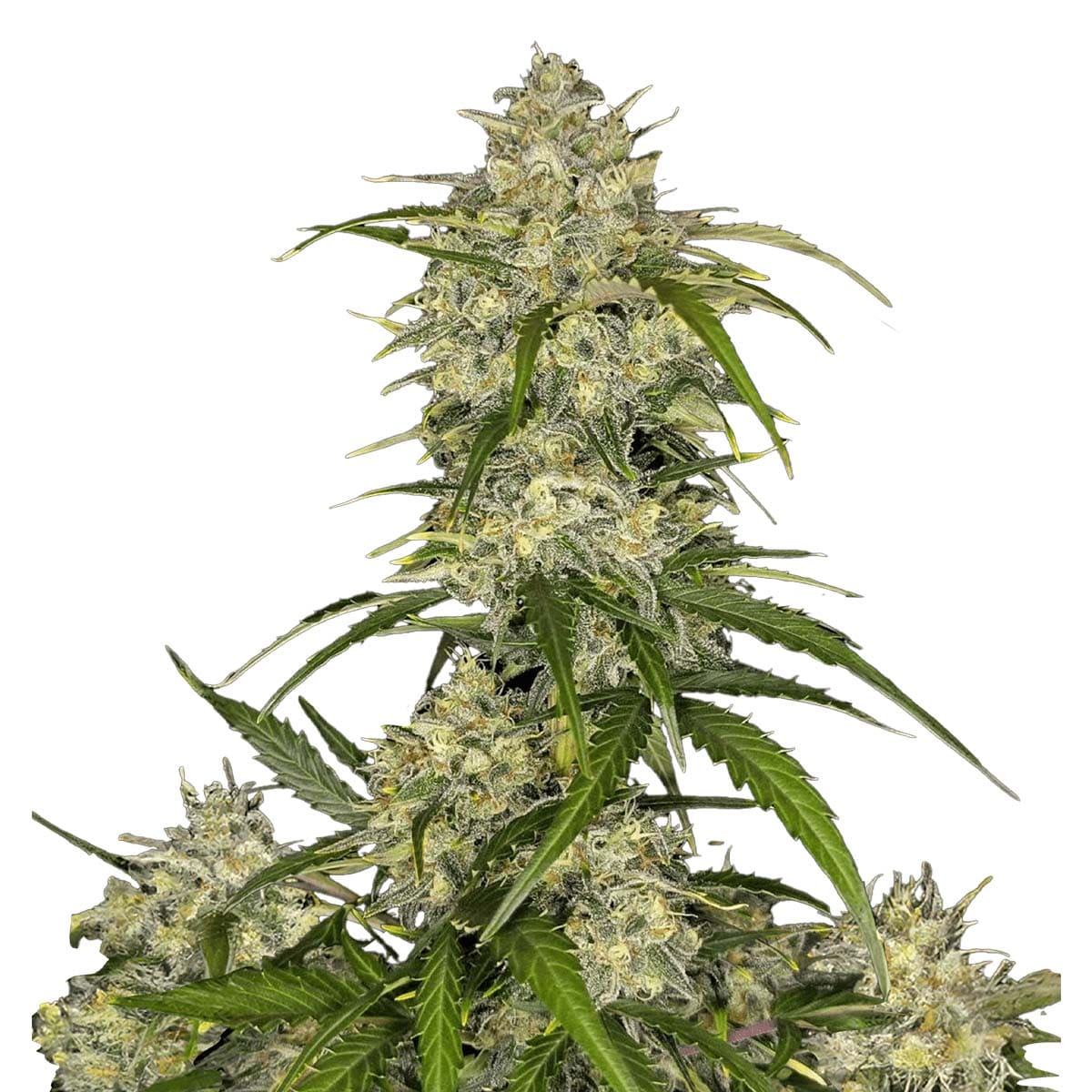 Foto de la variedad Sour Jealousy Auto
