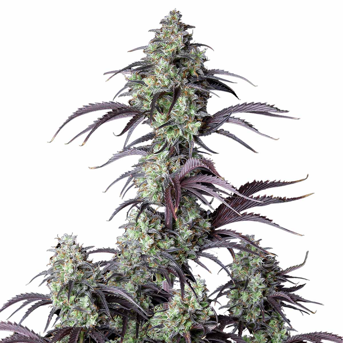 Foto de la variedad Mimosa Cake Auto
