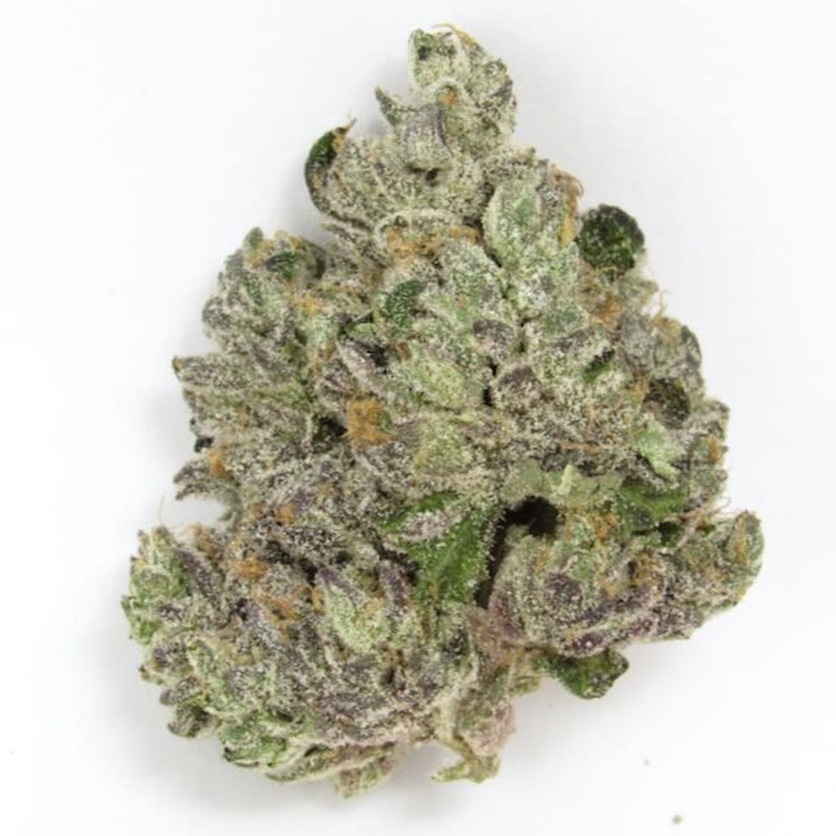 The Cream — Gotti Beltz