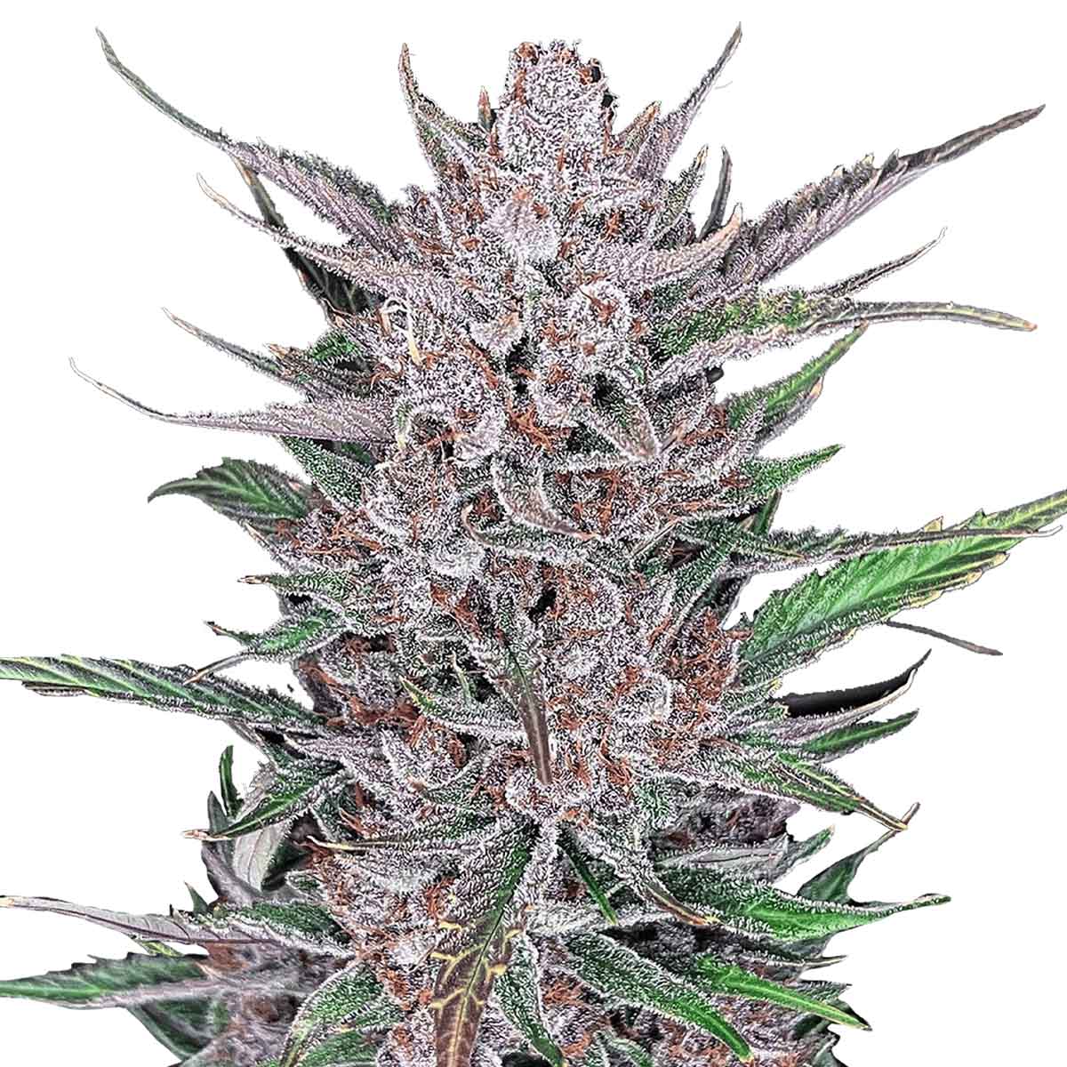 Foto de la variedad Gorilla Punch Auto