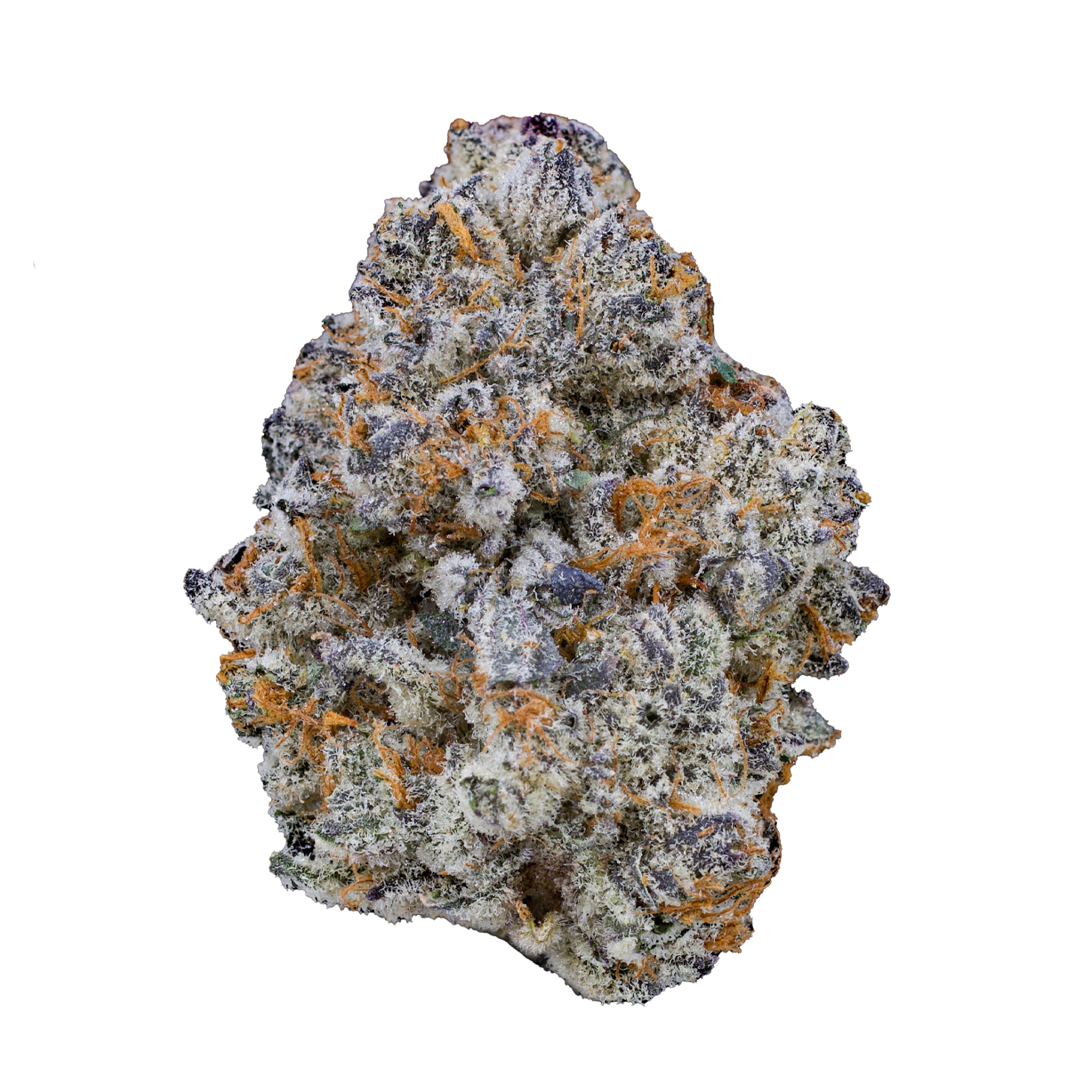 Angel Cam — Blue Cookies