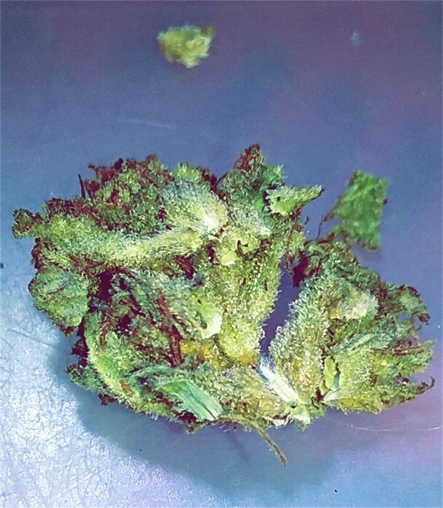 '98 Aloha White Widow