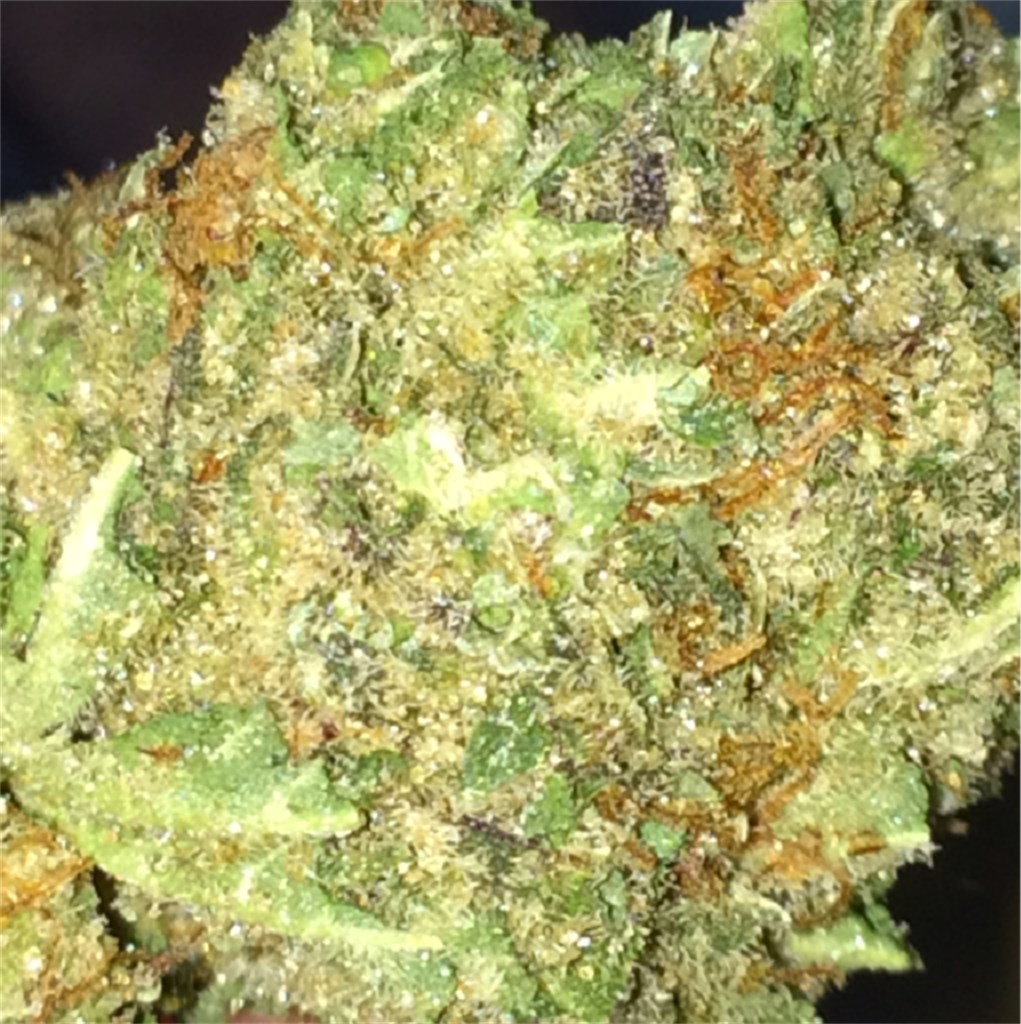 Foto de la variedad 303 OG