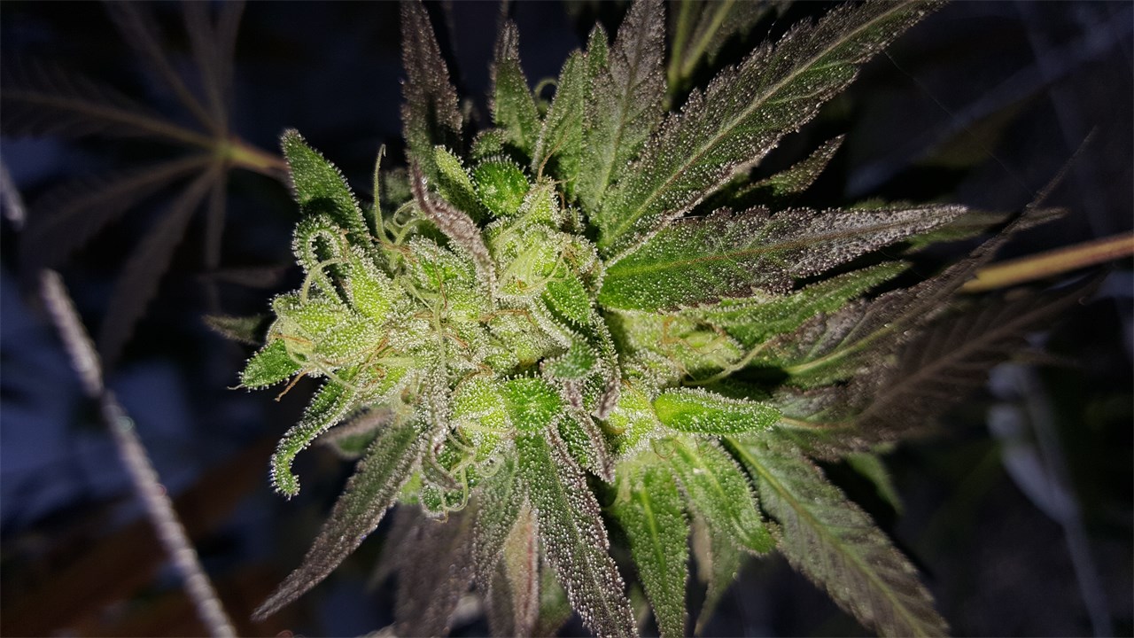 707 Headband