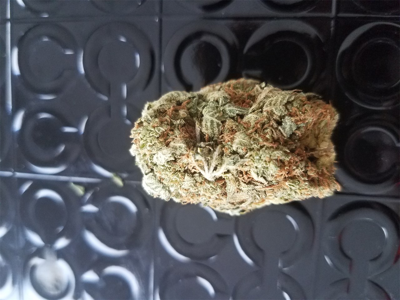 Foto de la variedad 707 Headband