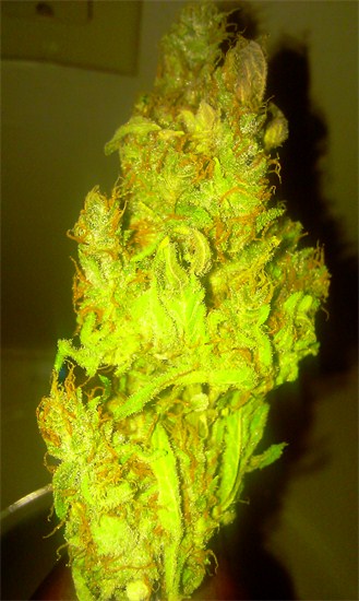 Banana Candy