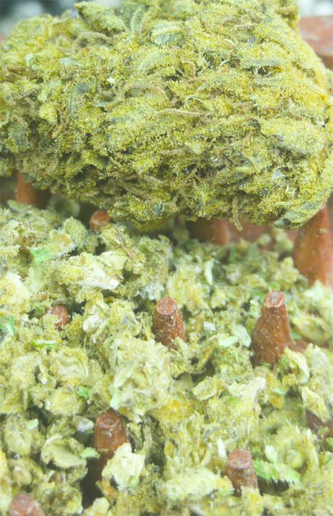 Foto de la variedad Big Bud Afghani