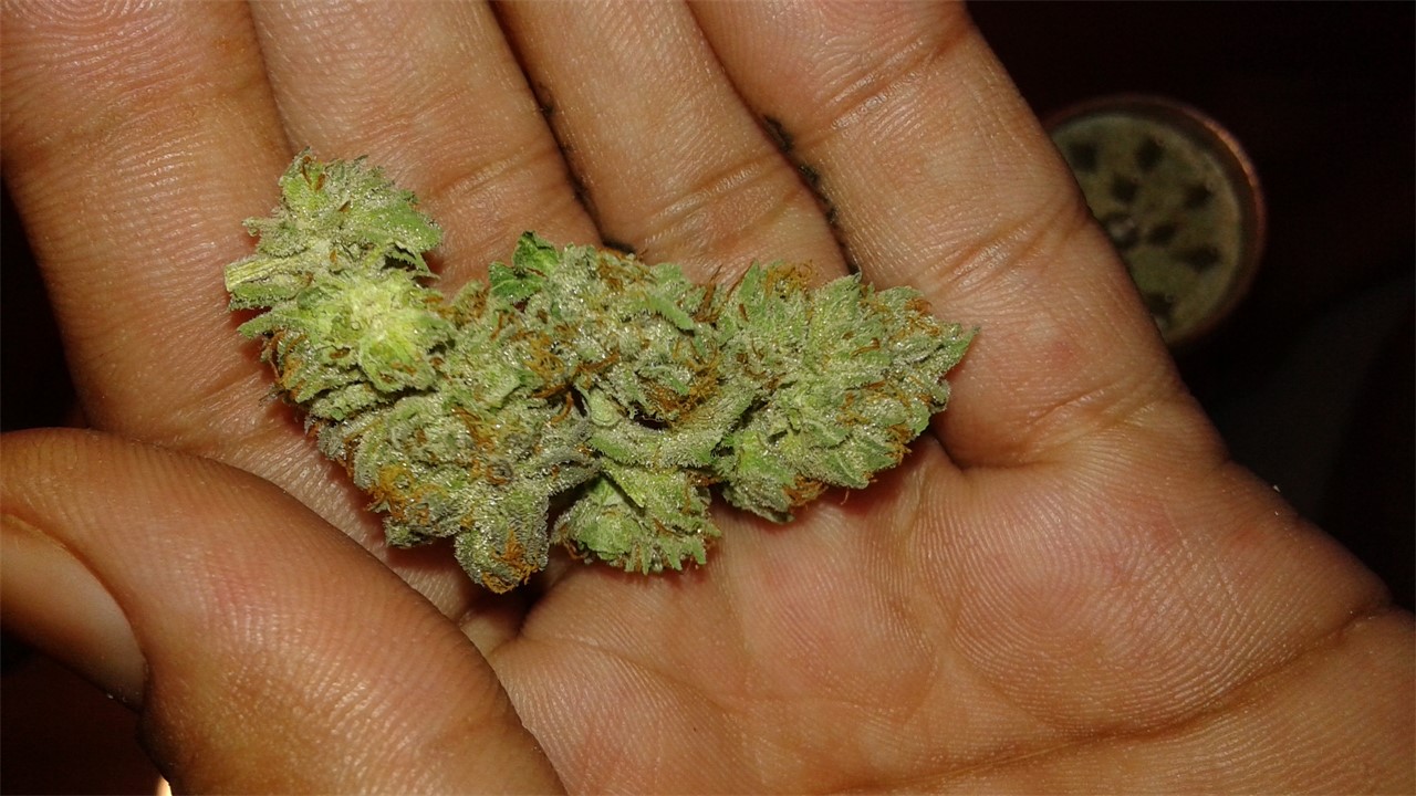 Foto de la variedad Afghani Hawaiian