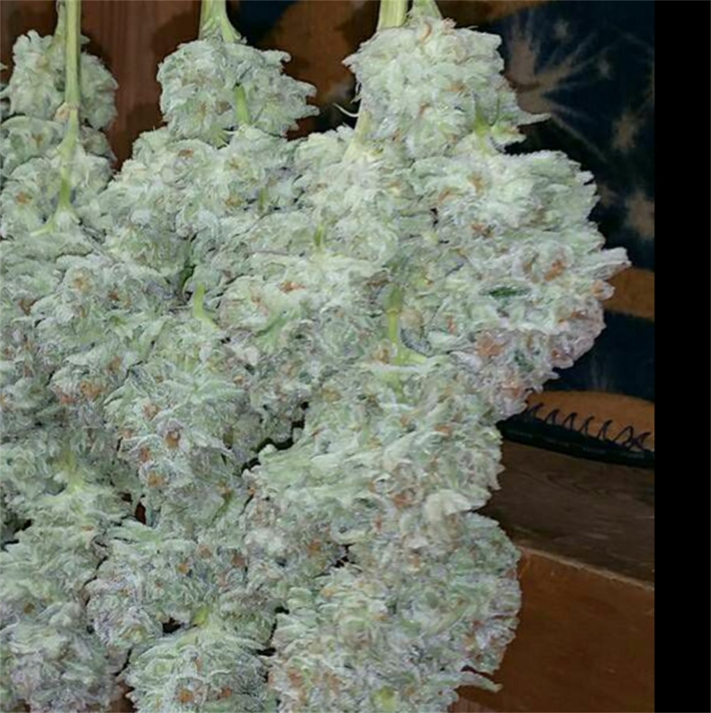 Afghan Haze