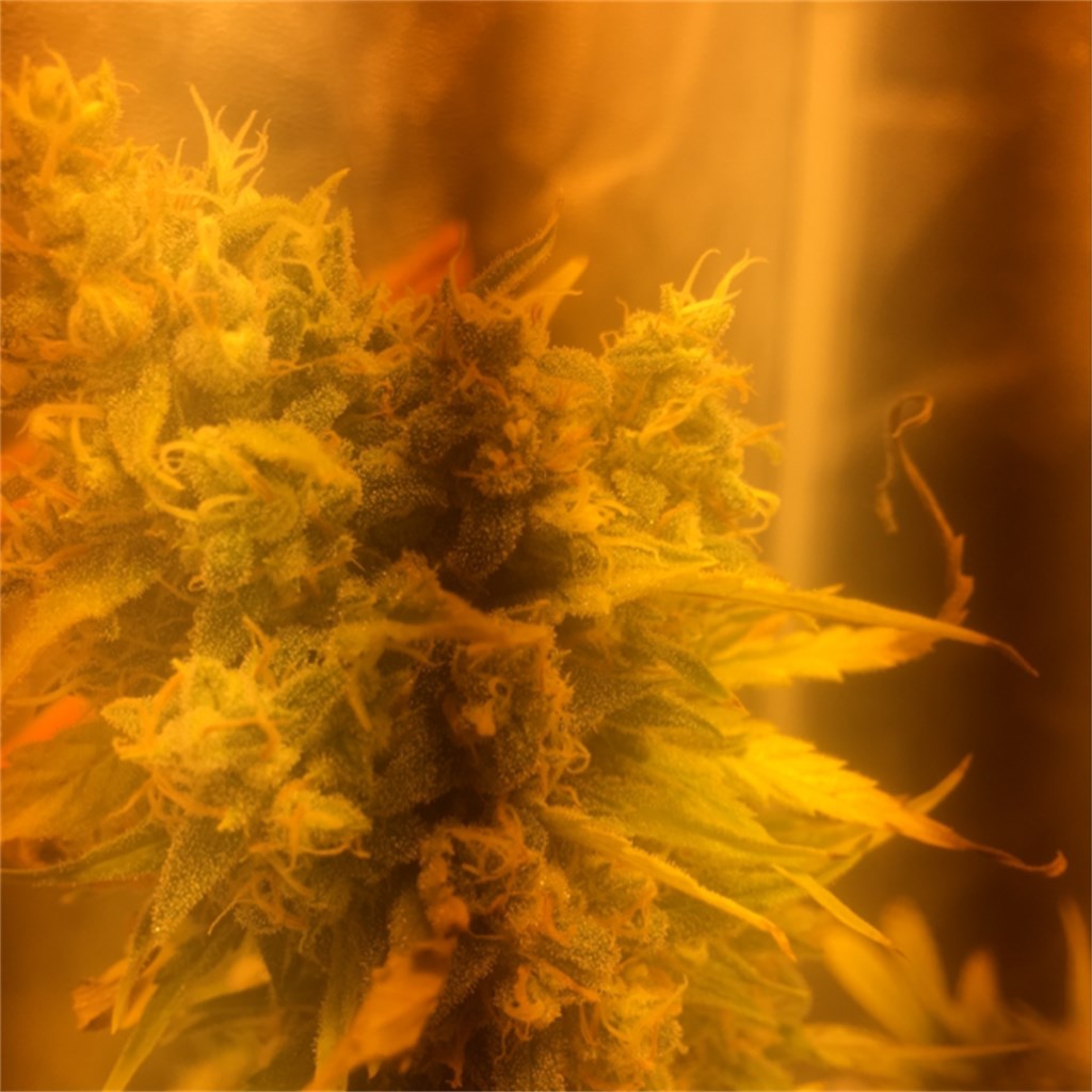 Foto de la variedad Afghan/Skunk