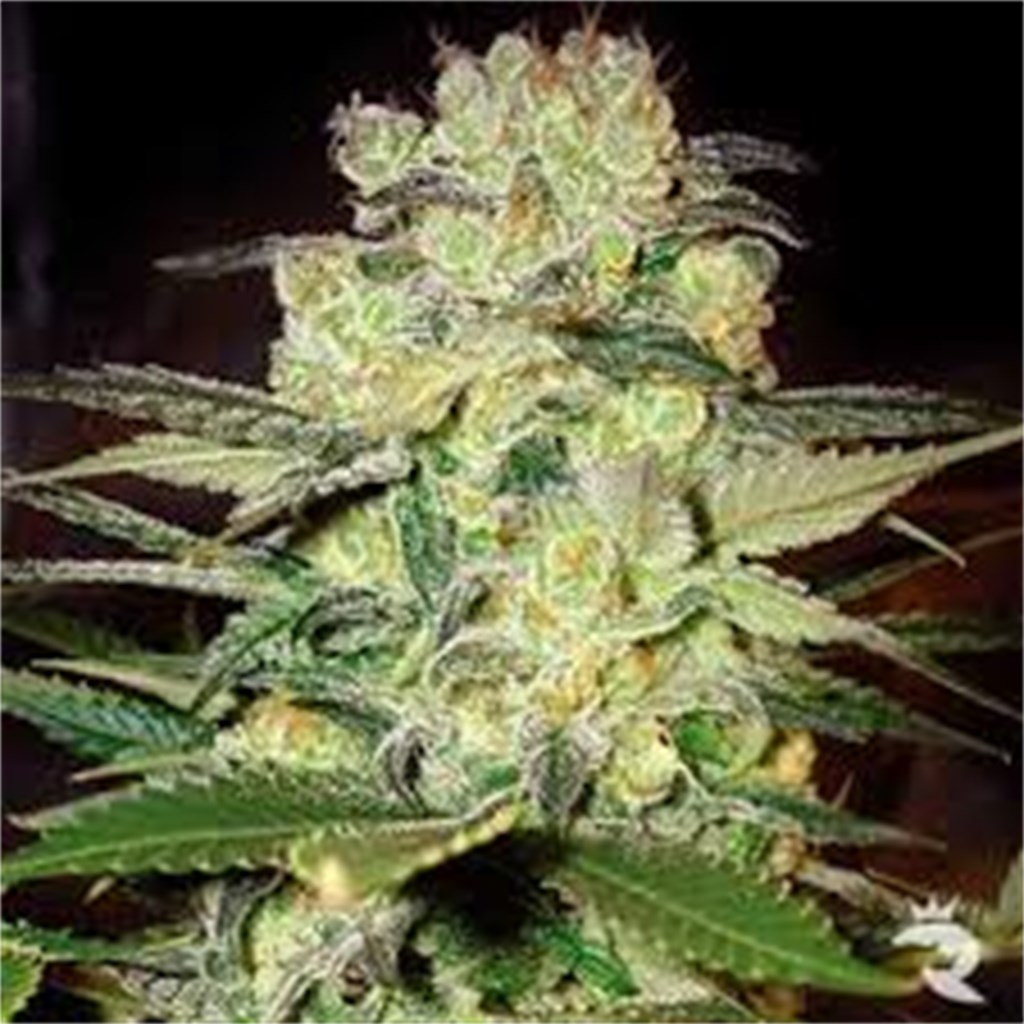 Afghan Widow