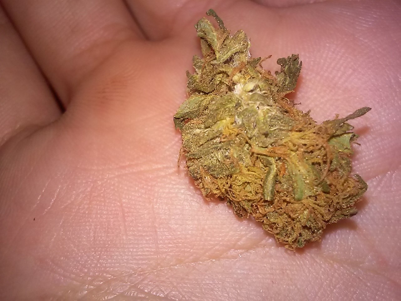 Foto de la variedad Afghanica