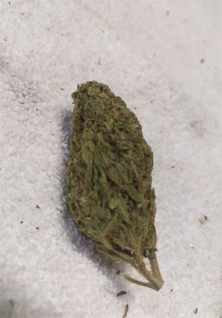 Foto de la variedad Afgoo