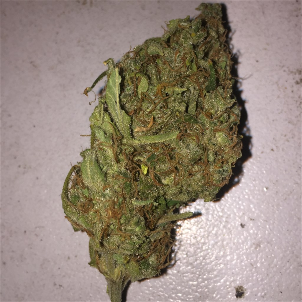 Foto de la variedad Ak 47