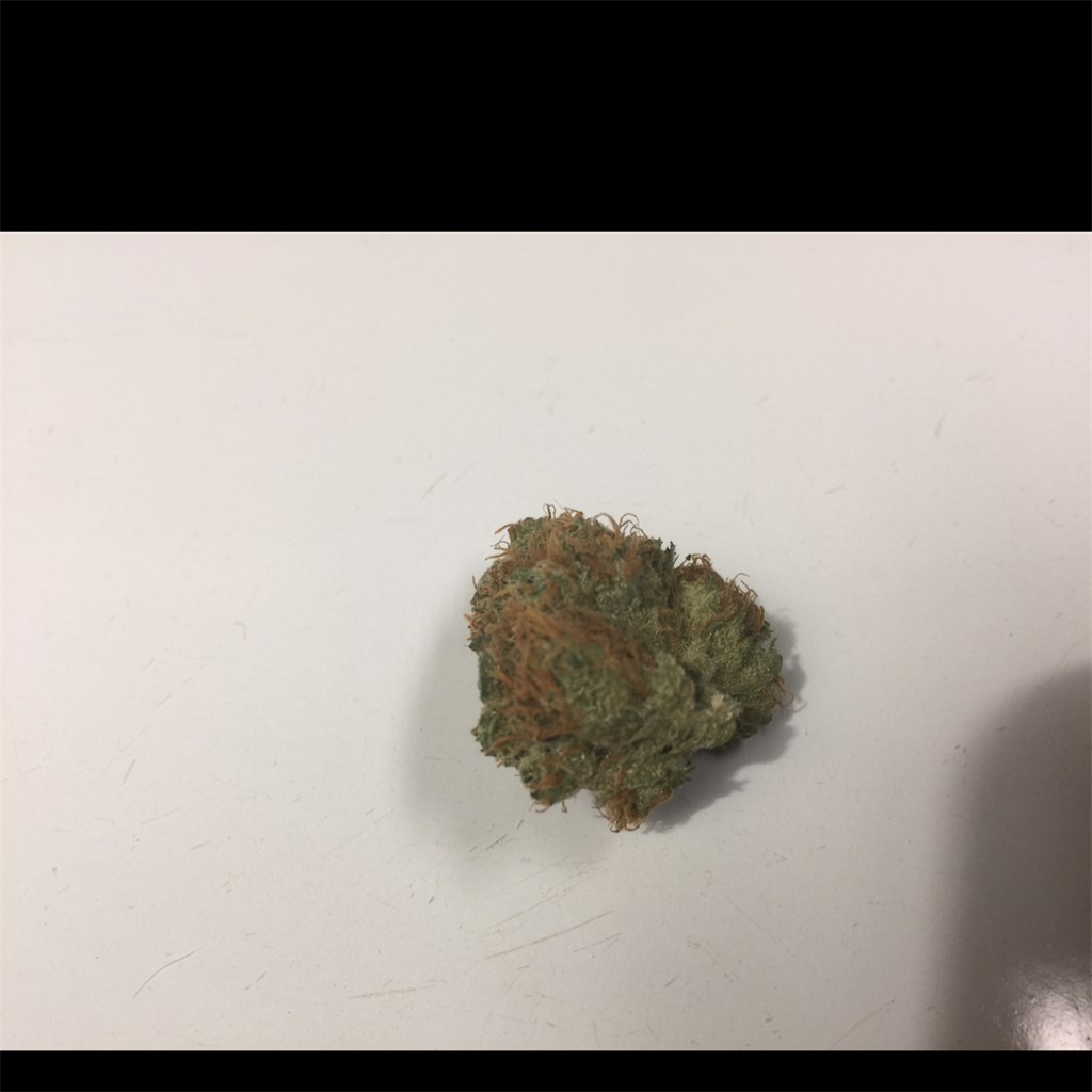 Alien Dutchess