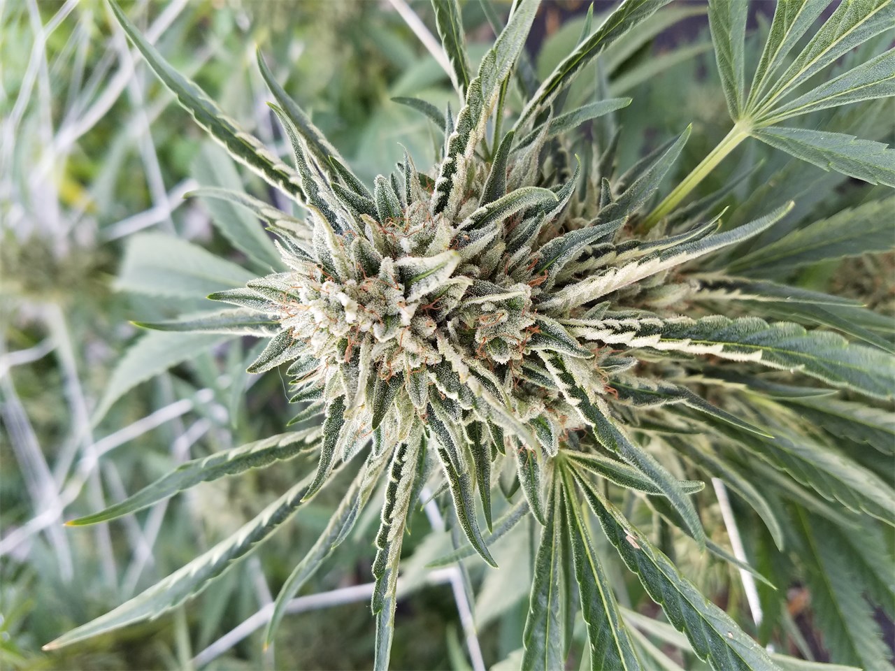 Foto de la variedad Alien Inferno