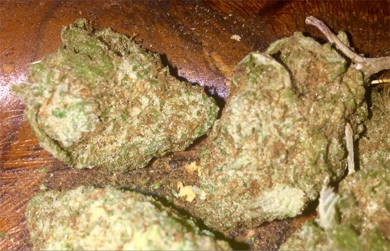 Foto de la variedad Alien Technology