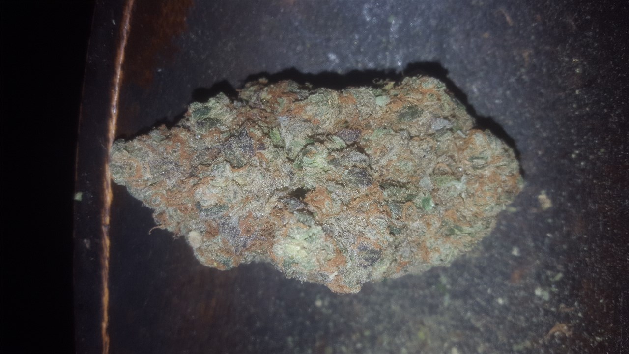 Foto de la variedad Alpha Blue