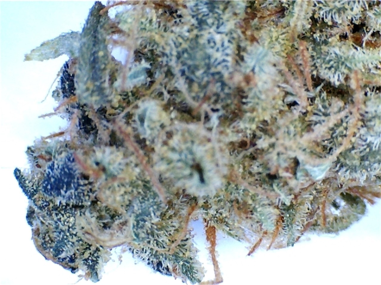 Alpine Blue