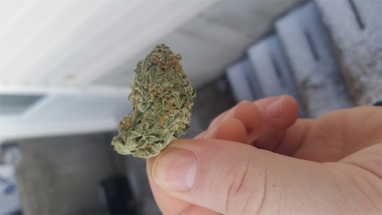 Foto de la variedad Ambrosia