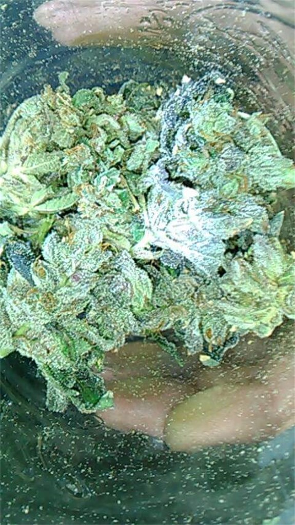 Foto de la variedad American Dream