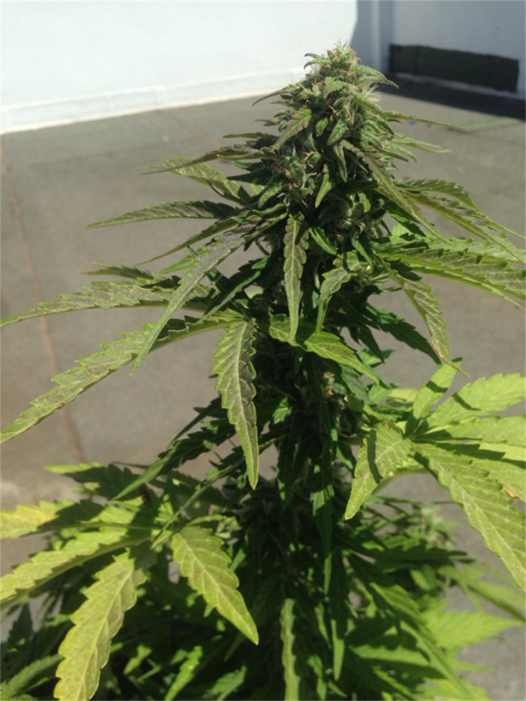 Foto de la variedad Anesthesia