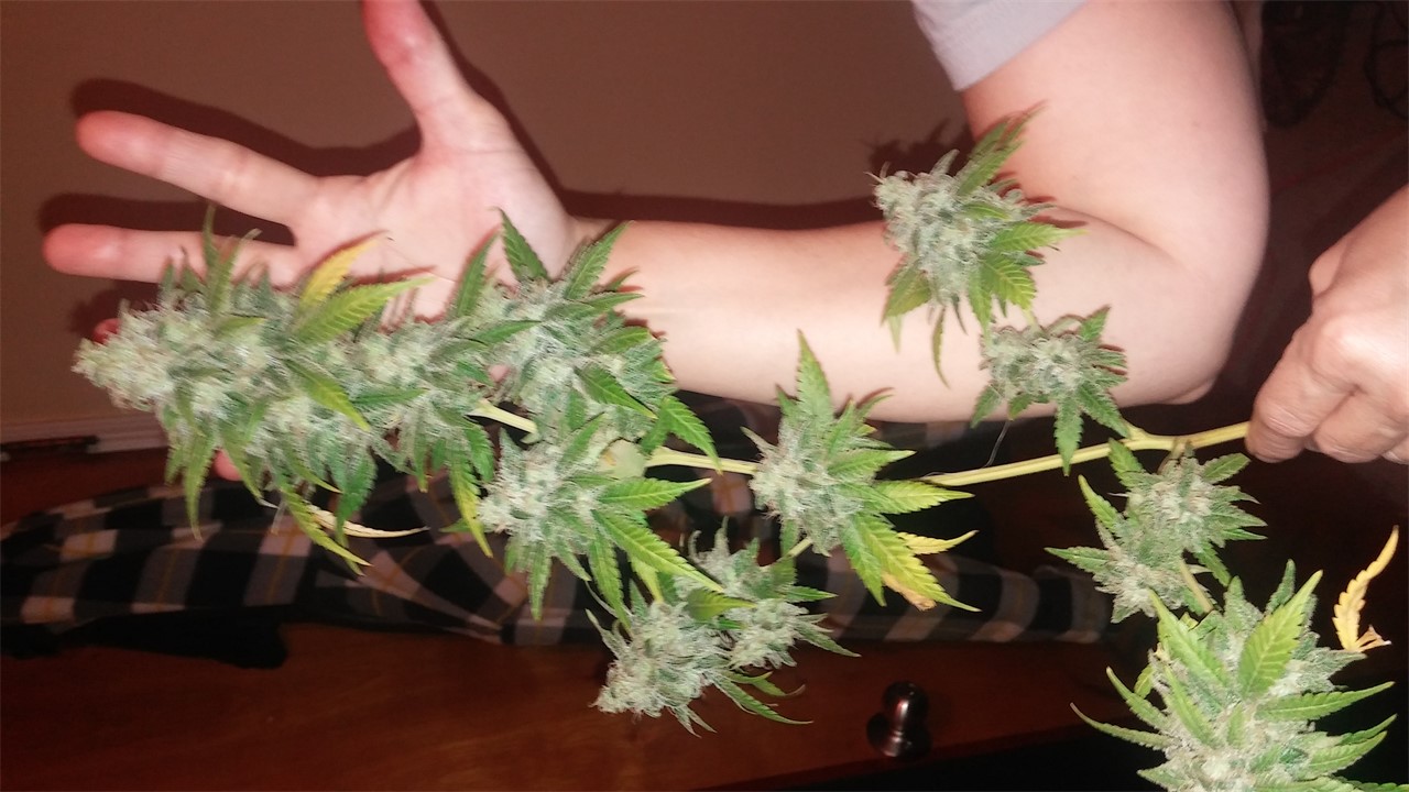 Foto de la variedad Apollo 11