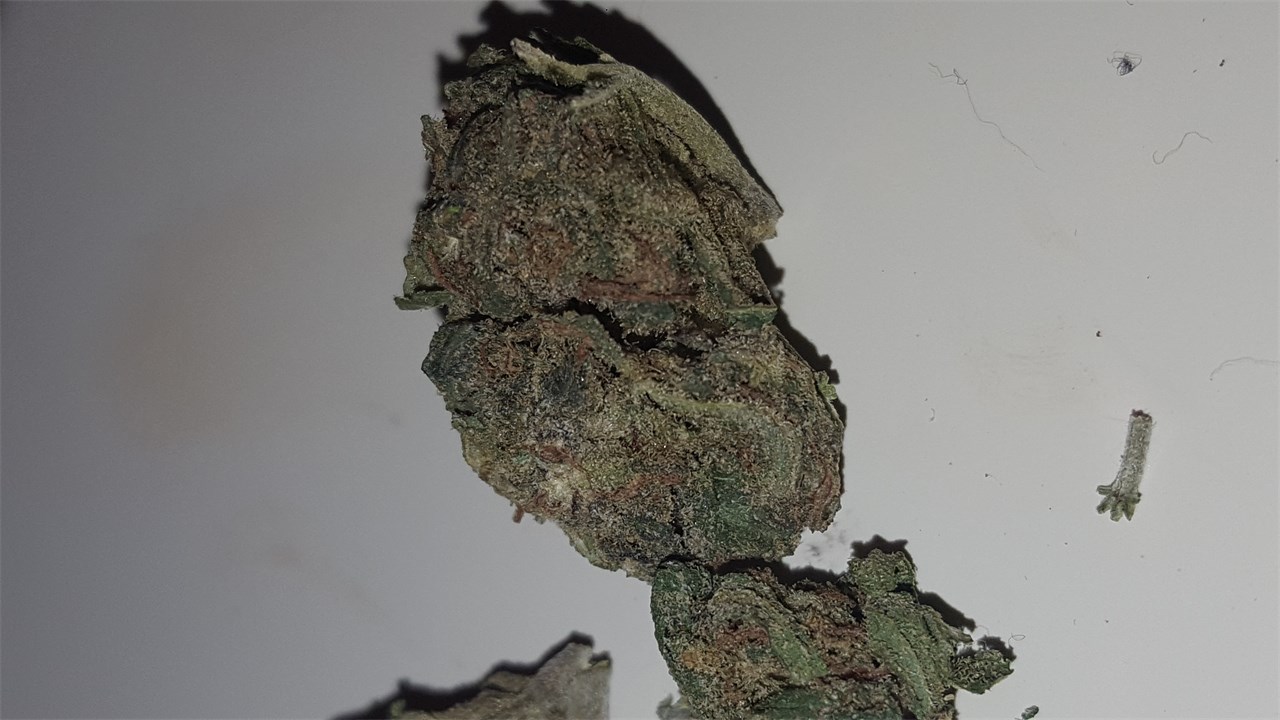 ArcticBlue
