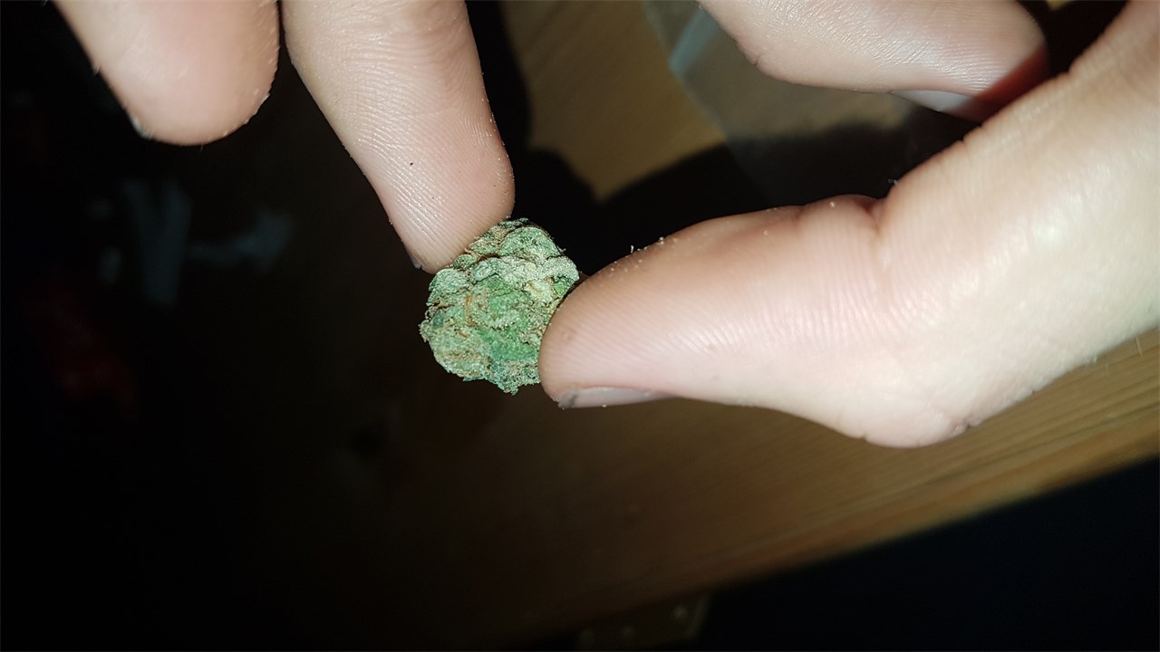 Foto de la variedad Armageddon