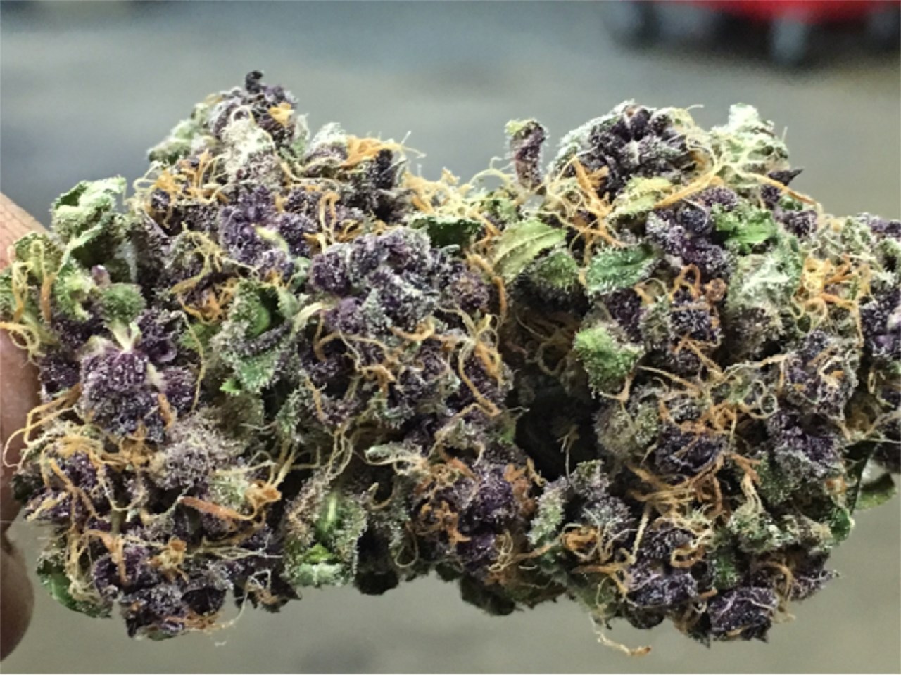 Foto de la variedad Aurora Borealis