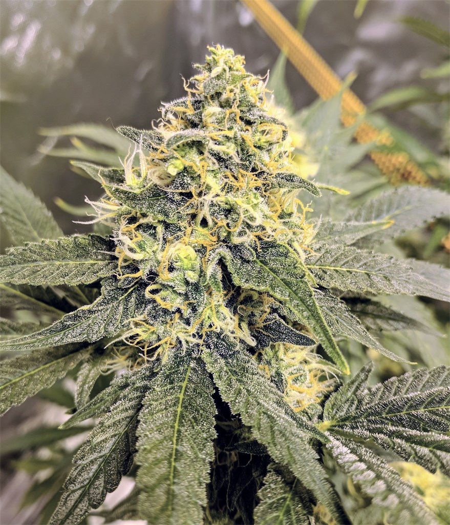 Foto de la variedad Aurora Indica