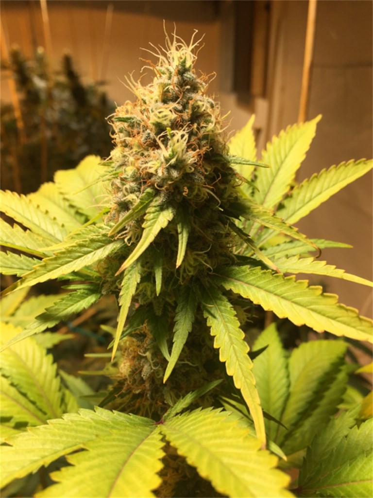 Foto de la variedad Azure Haze
