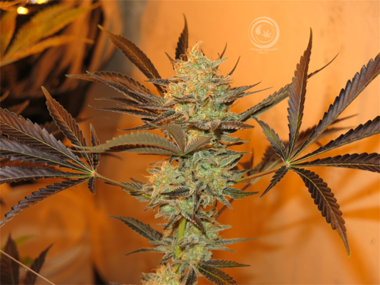 Foto de la variedad B-Witched