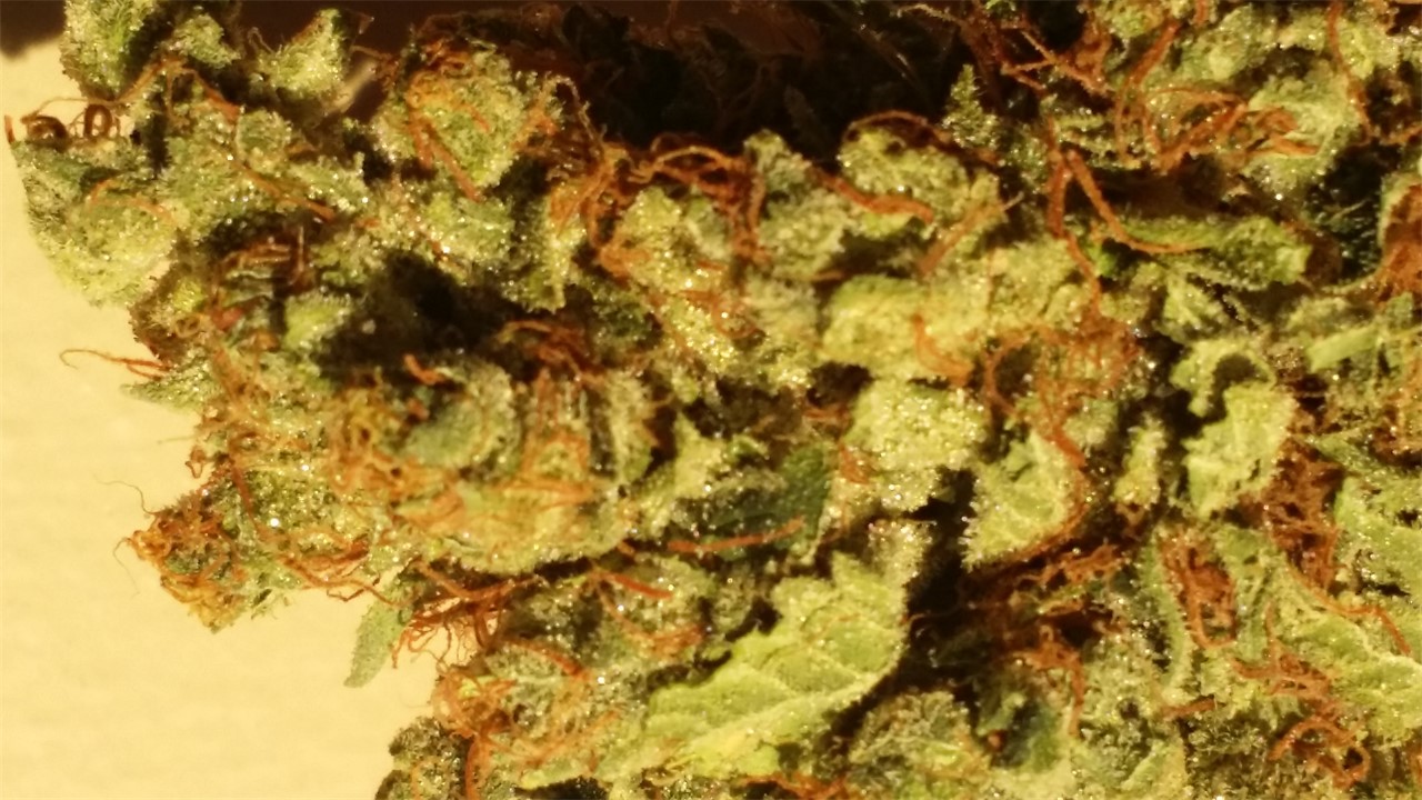 Foto de la variedad B-4