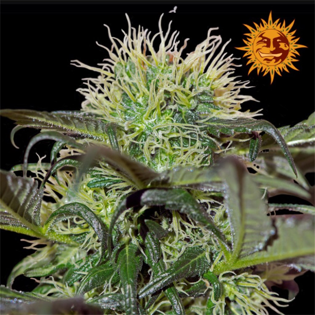 Bad Azz Kush