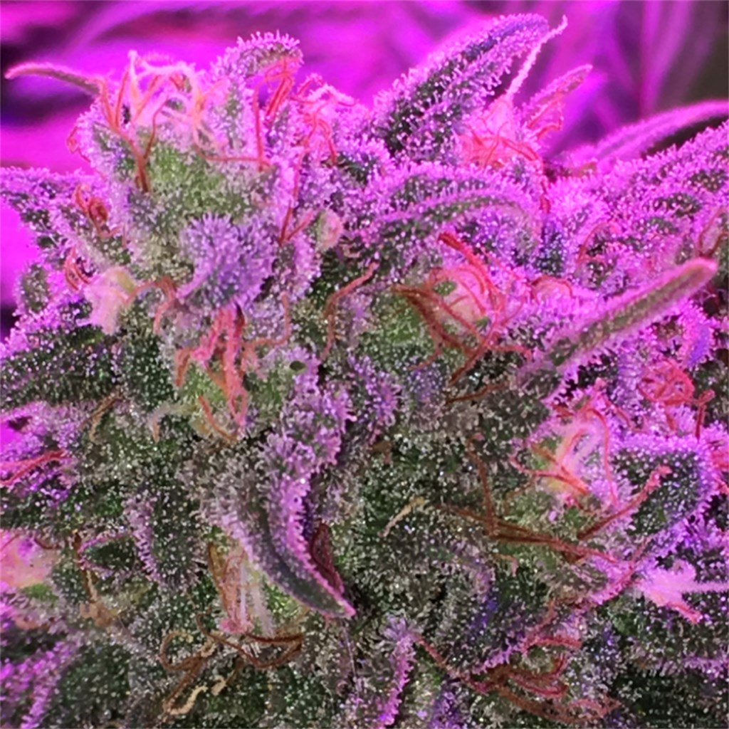 Foto de la variedad Banana Kush