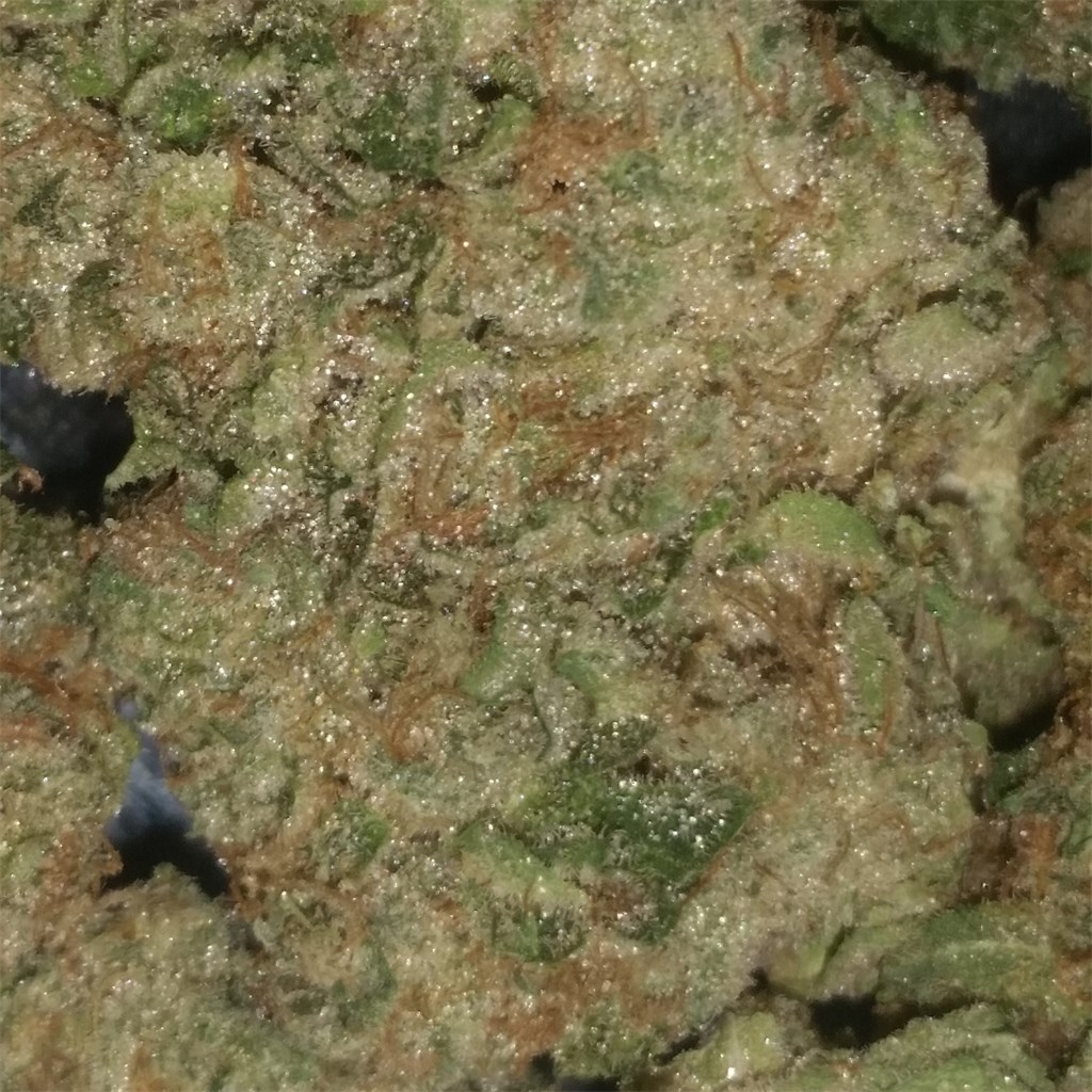 Bananas