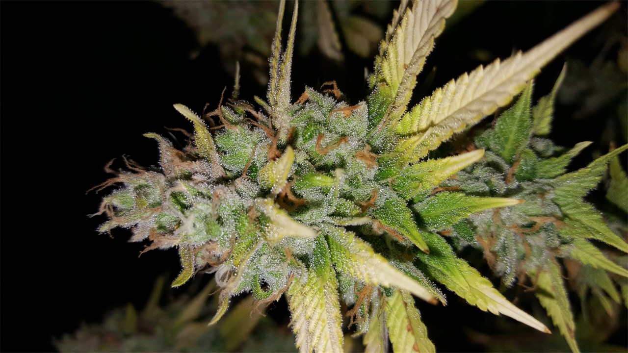 Foto de la variedad Bandana