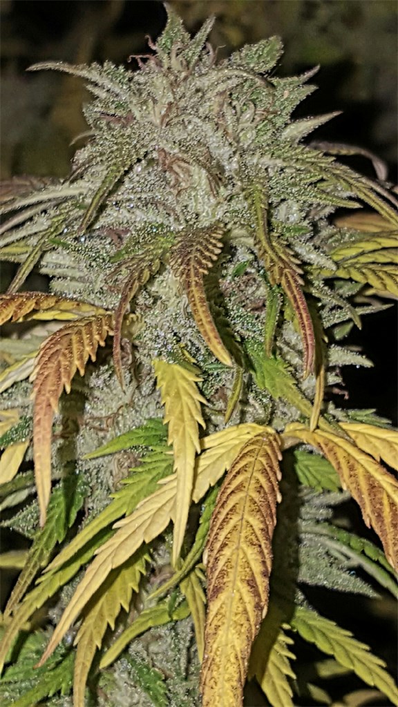 Foto de la variedad Bango!