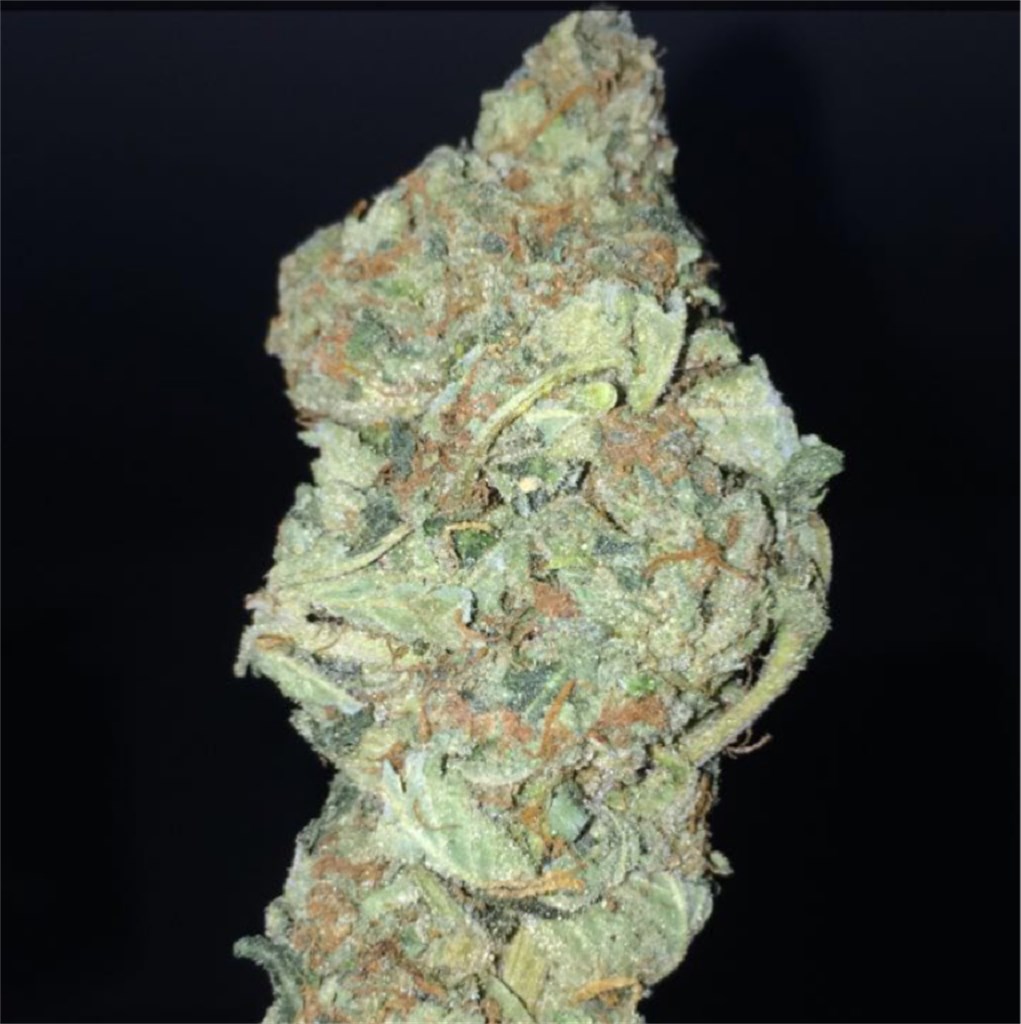 Foto de la variedad BC Big Bud