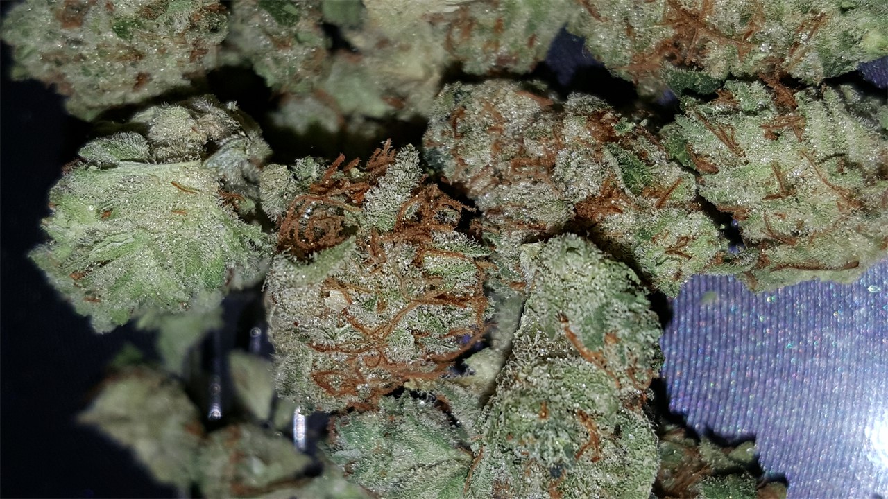 Belladonna