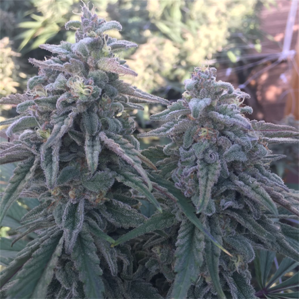 Foto de la variedad Berry White
