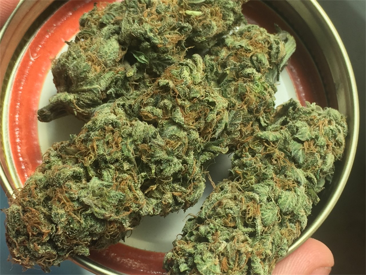Foto de la variedad Biddy Early