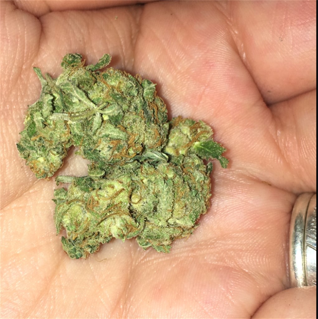 Foto de la variedad Big Bang