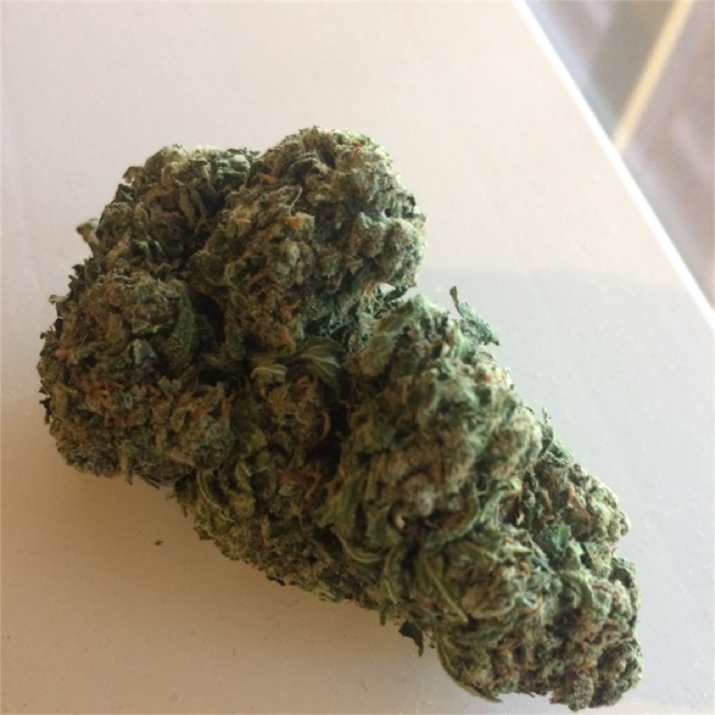 Foto de la variedad Big Bud