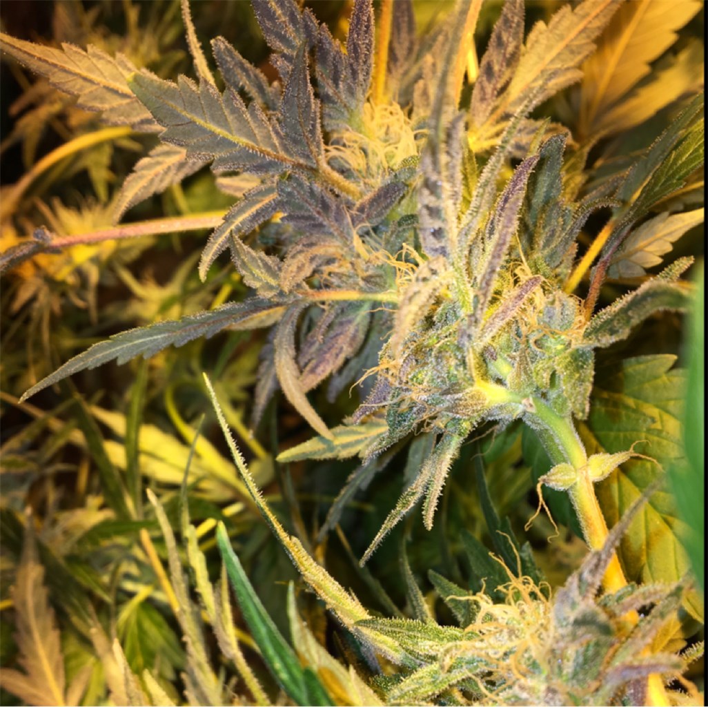 Big Buddha Cheese