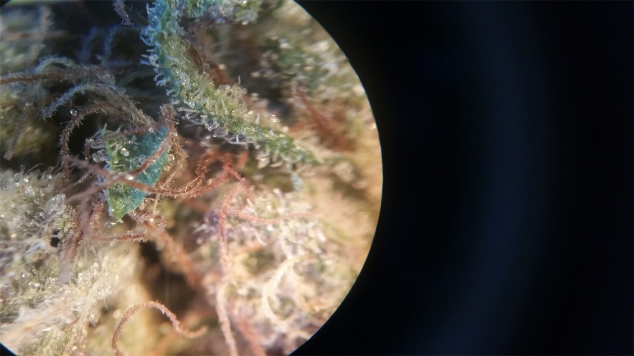 Big Sur Holy Weed