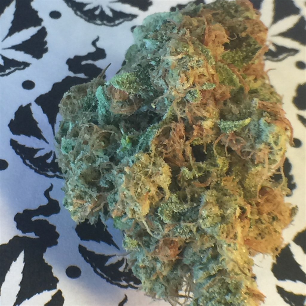 Foto de la variedad Black Betty